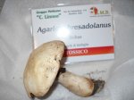 Agaricus bresatolanus